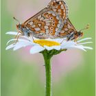 Euphydryas aurinia