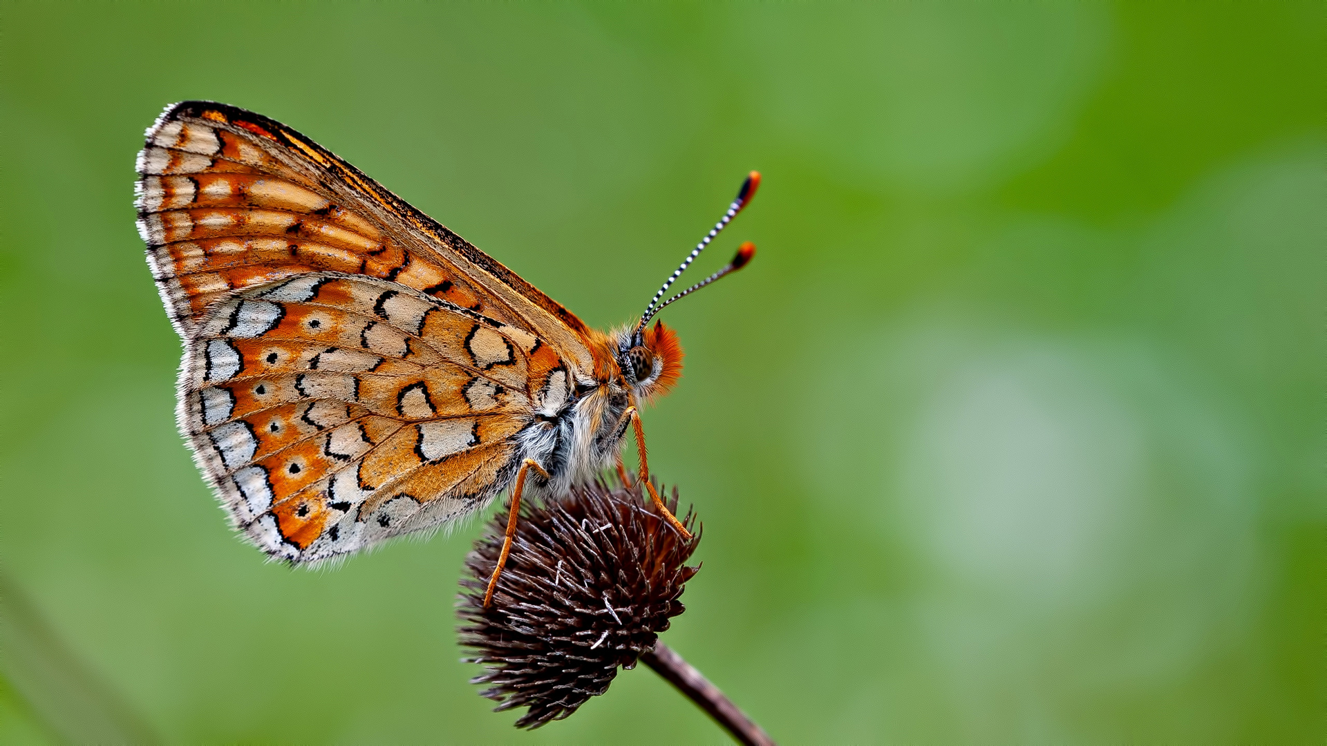 Euphydryas aurinia