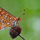 Euphydryas aurinia