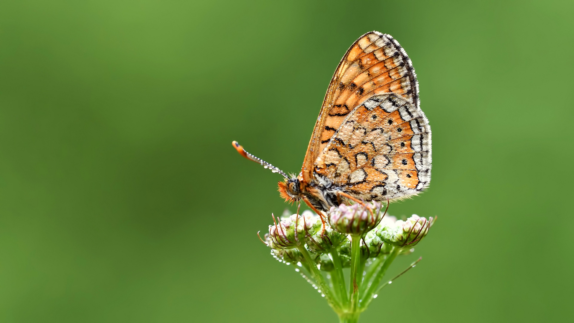 Euphydryas aurinia