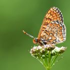 Euphydryas aurinia