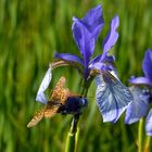 Euphydryas aurinia, der Skabiosen-Scheckenfalter, auf Iris sibirica