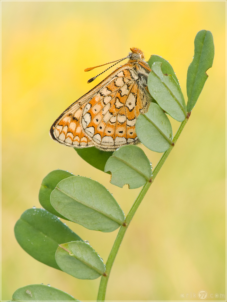 Euphydryas aurinia (Goldener Scheckenfalter)