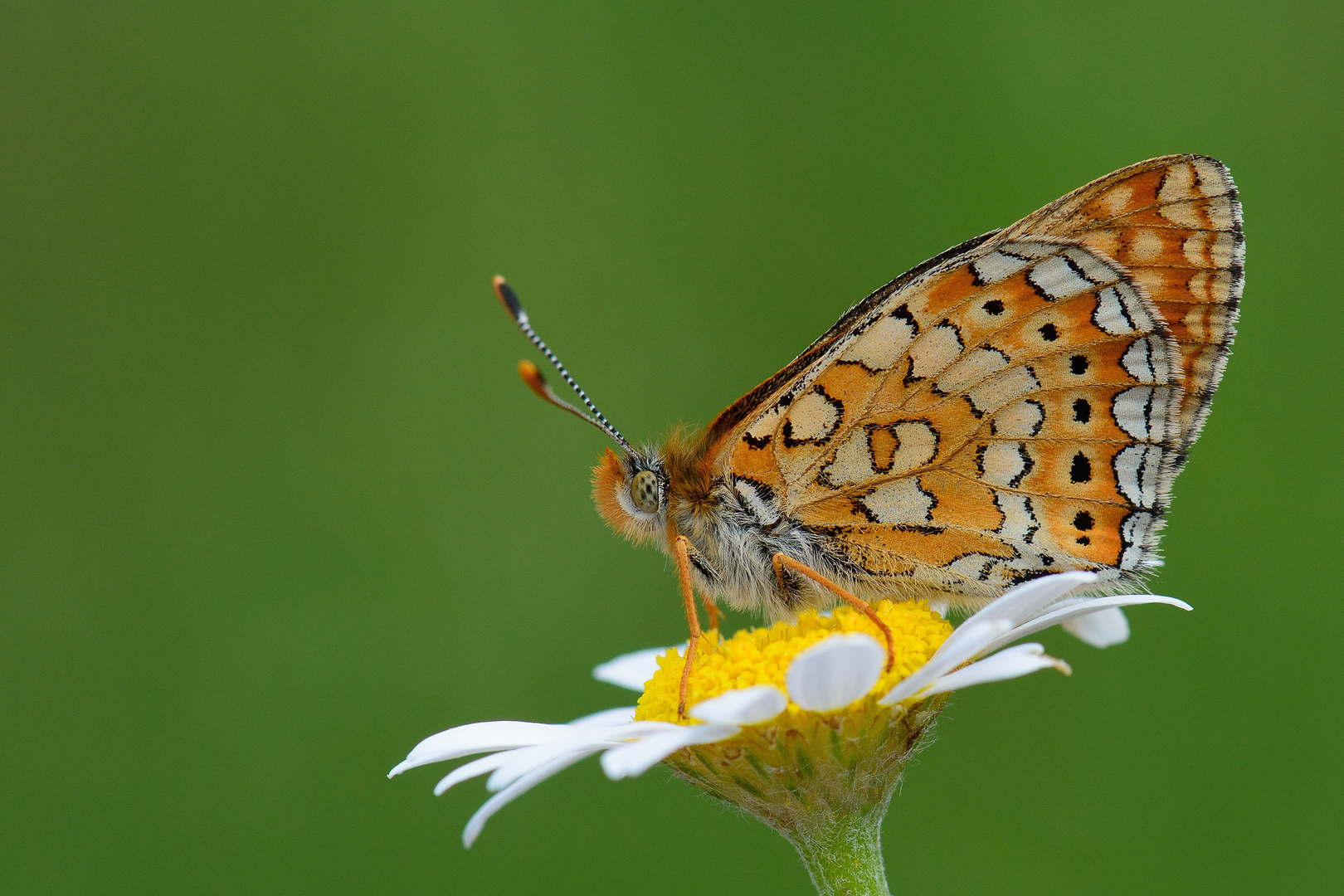 Euphydryas aurinia , Marsh fritillary