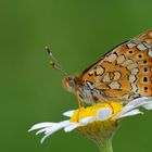 Euphydryas aurinia , Marsh fritillary