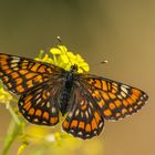 Euphydryas maturna