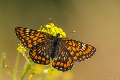 Euphydryas maturna