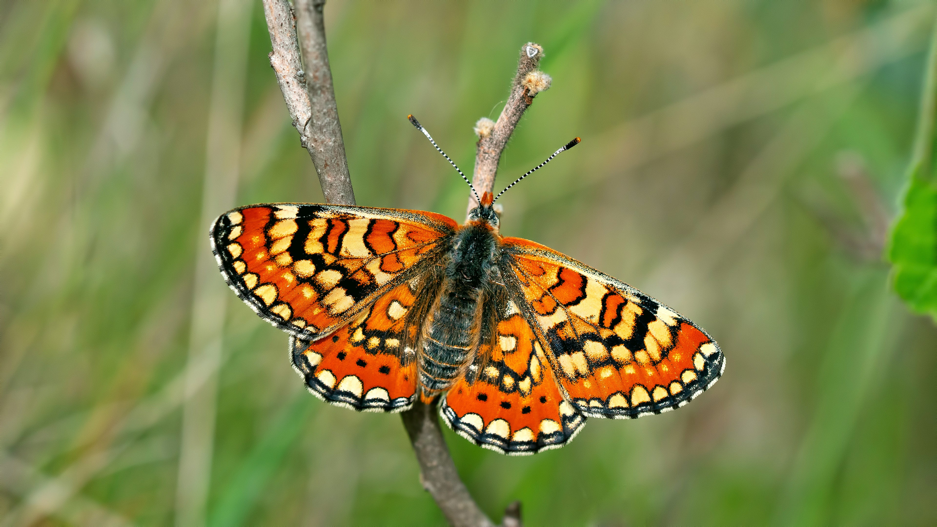 Euphydryas orientalis