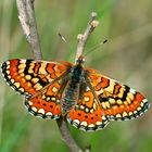 Euphydryas orientalis