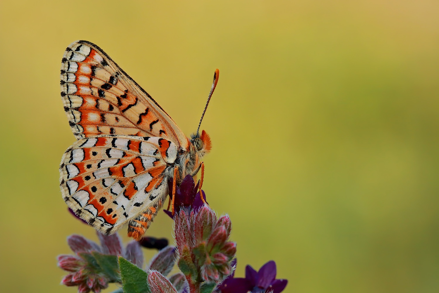 Euphydryas orientalis