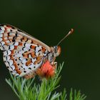 Euphydryas orientalis » Steppe Fritillary