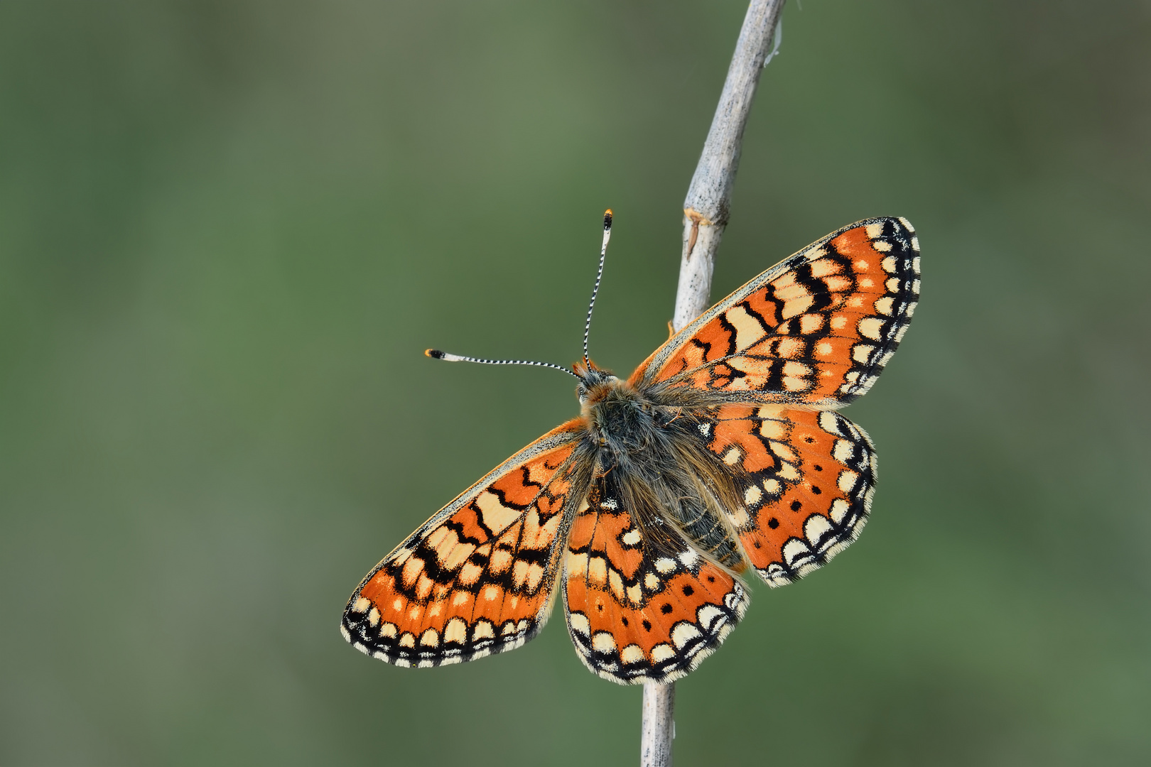 Euphydryas orientalis » Steppe Fritillary