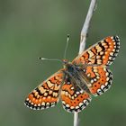 Euphydryas orientalis » Steppe Fritillary