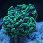 Euphyllia ancora - Hammerkoralle