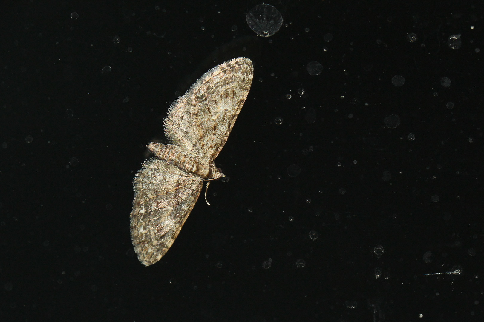 Eupithecia abbreviata