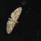 Eupithecia abbreviata