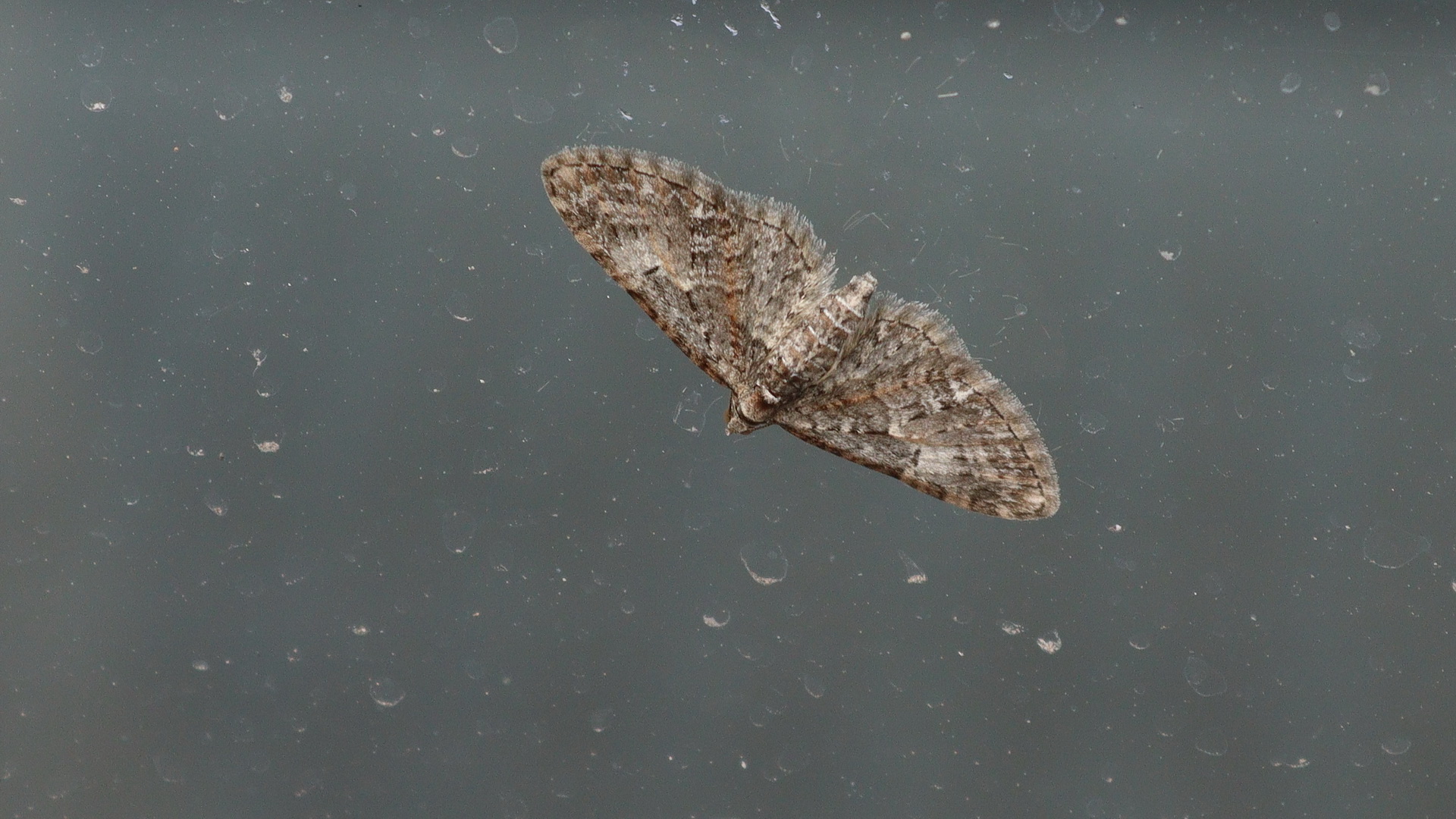 Eupithecia abbreviata