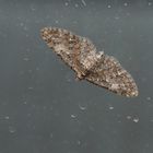 Eupithecia abbreviata