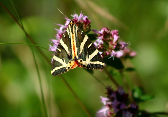 ...Euplagia Quadripunctaria -1-  !!!...