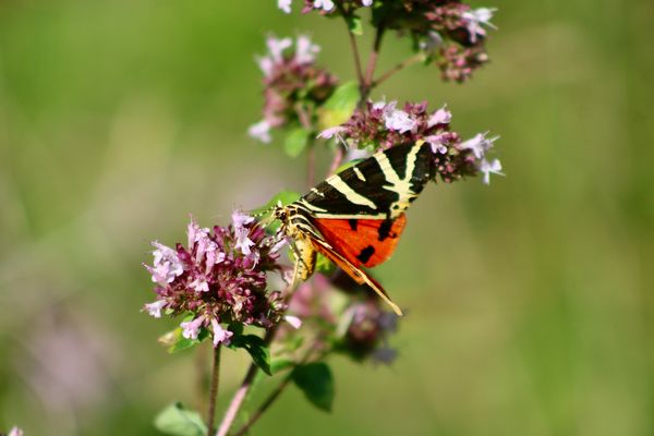 ...Euplagia Quadripunctaria -2-!!!...