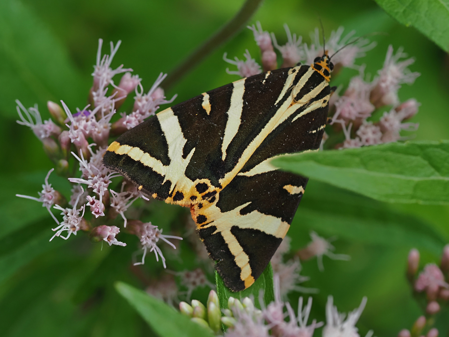 Euplagia quadripunctaria