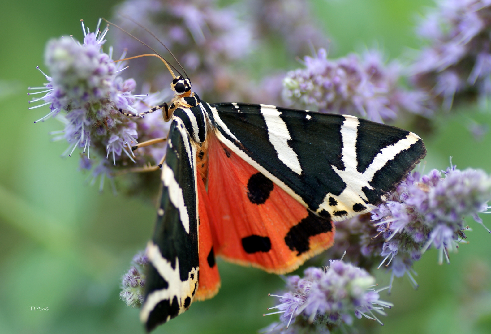 Euplagia quadripunctaria