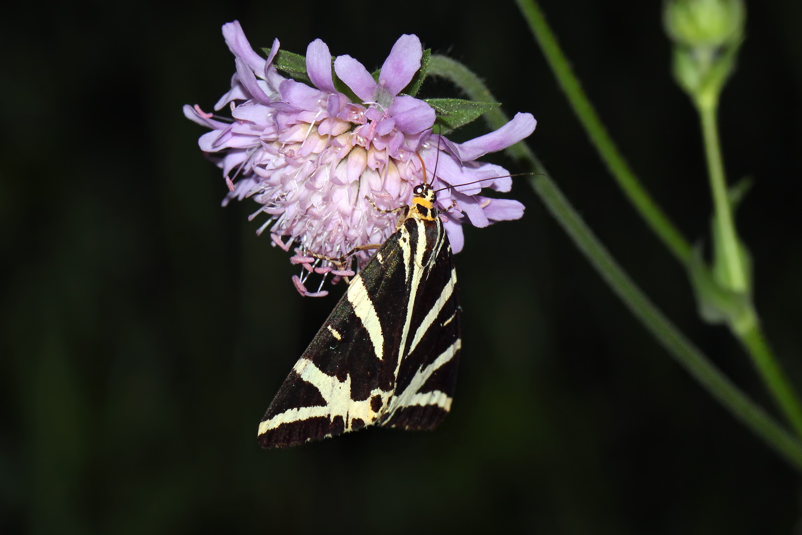 Euplagia quadripunctaria