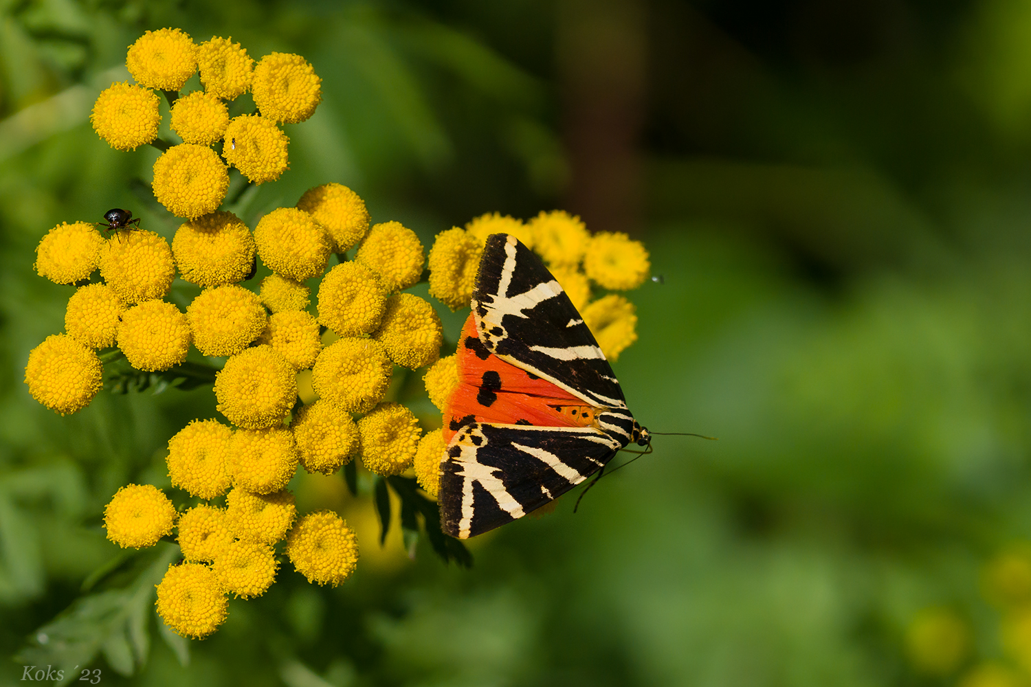 Euplagia quadripunctaria