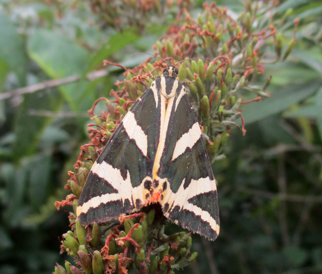Euplagia quadripunctaria- Russischer Bär Foto &amp; Bild | schmetterlinge ...