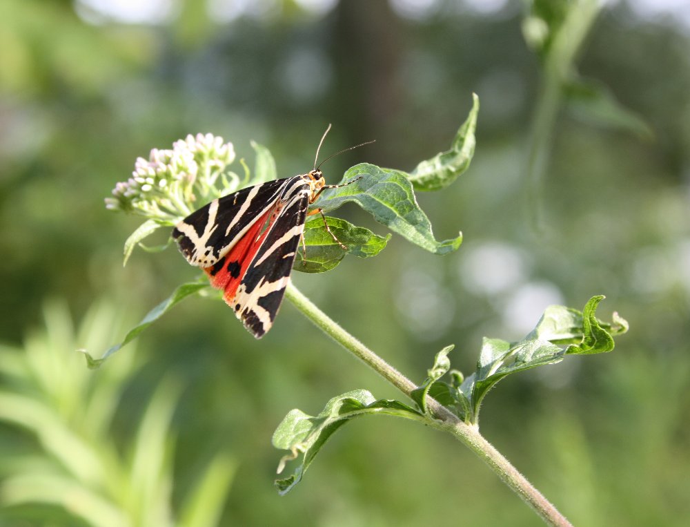 Euplagia quadripunctaria - Russischer Bär