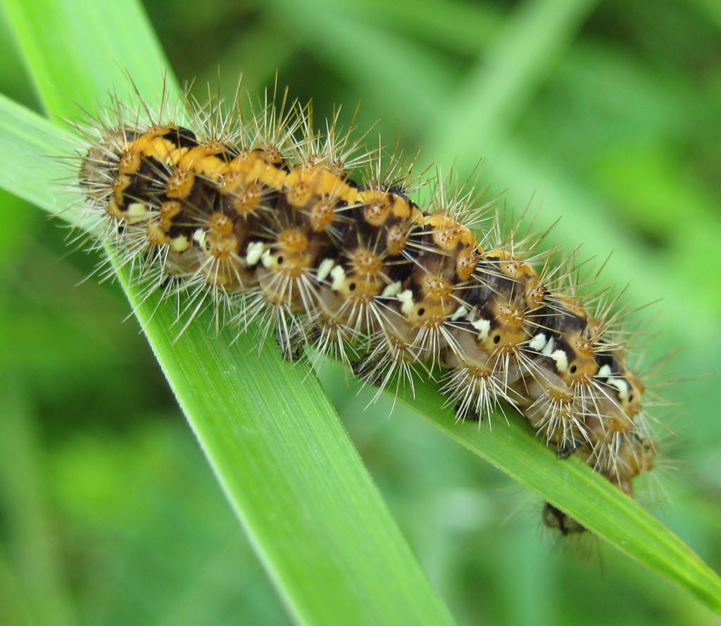 Euplagia quadripunctaria- Russischer Bär