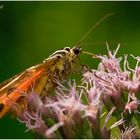 Euplagia quadripunctaria - Russischer Bär