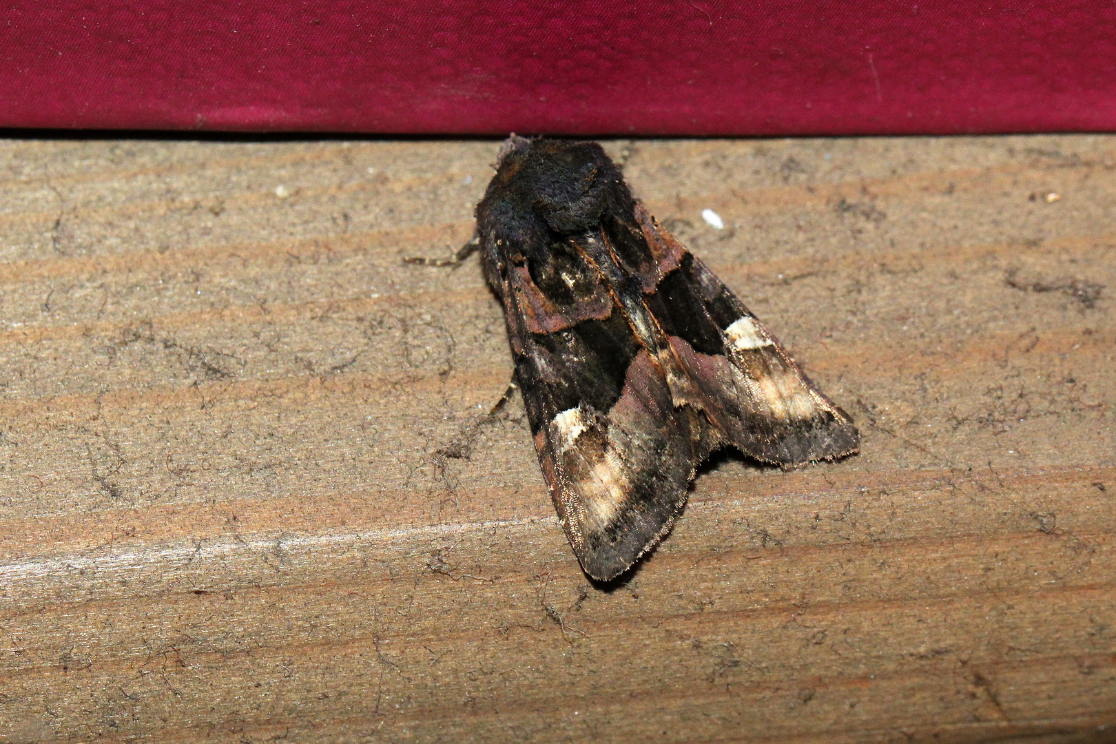 Euplexia lucipara