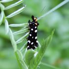 Euplocamus anthracinalis- Anthrazitmotte