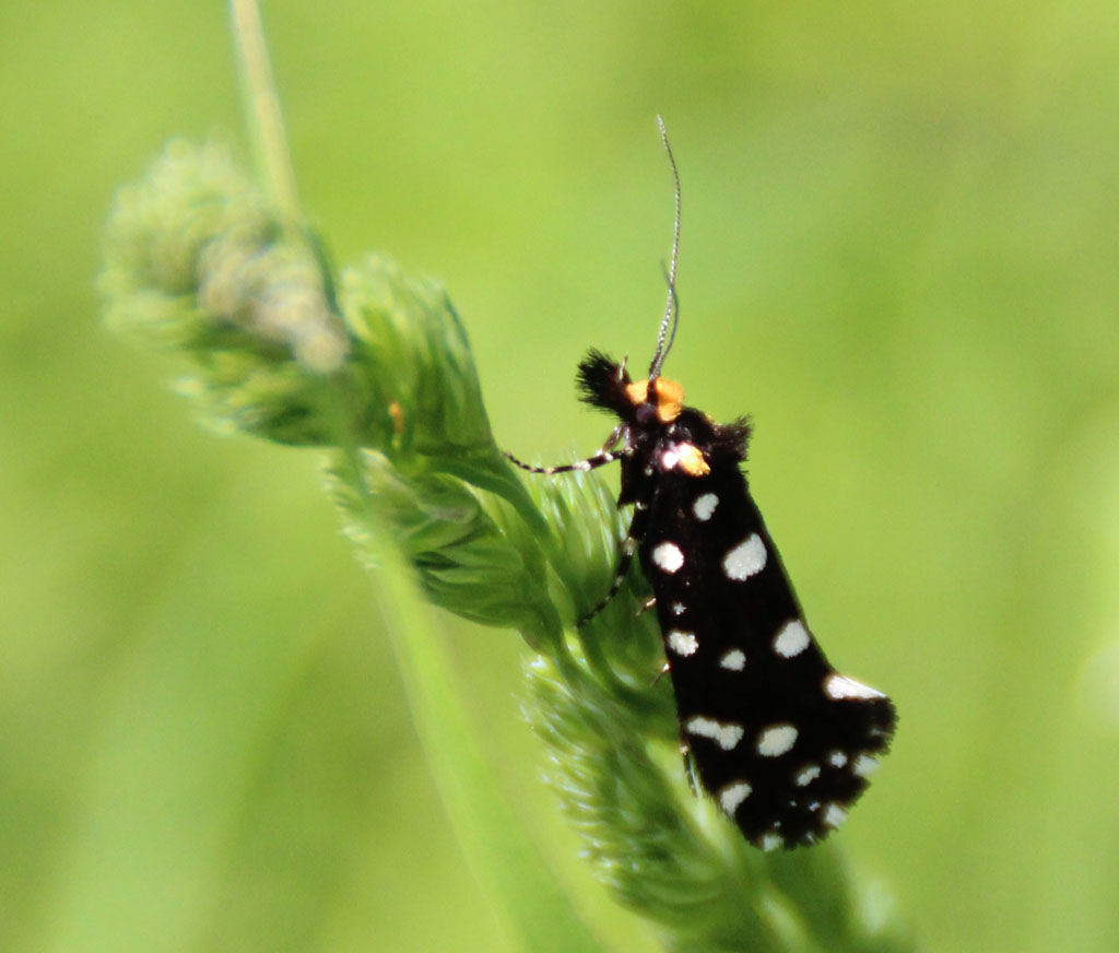 Euplocamus anthracinalis- Anthrazitmotte