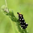 Euplocamus anthracinalis- Anthrazitmotte