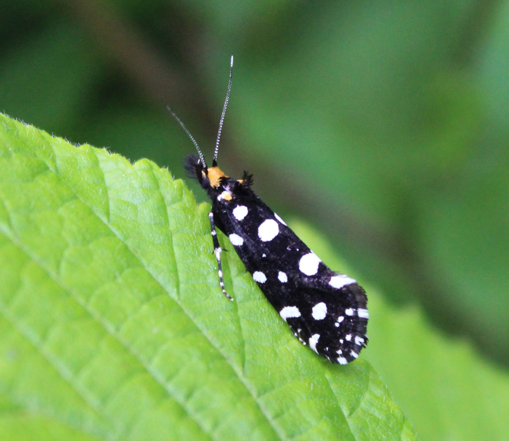  Euplocamus anthracinalis- Anthrazitmotte