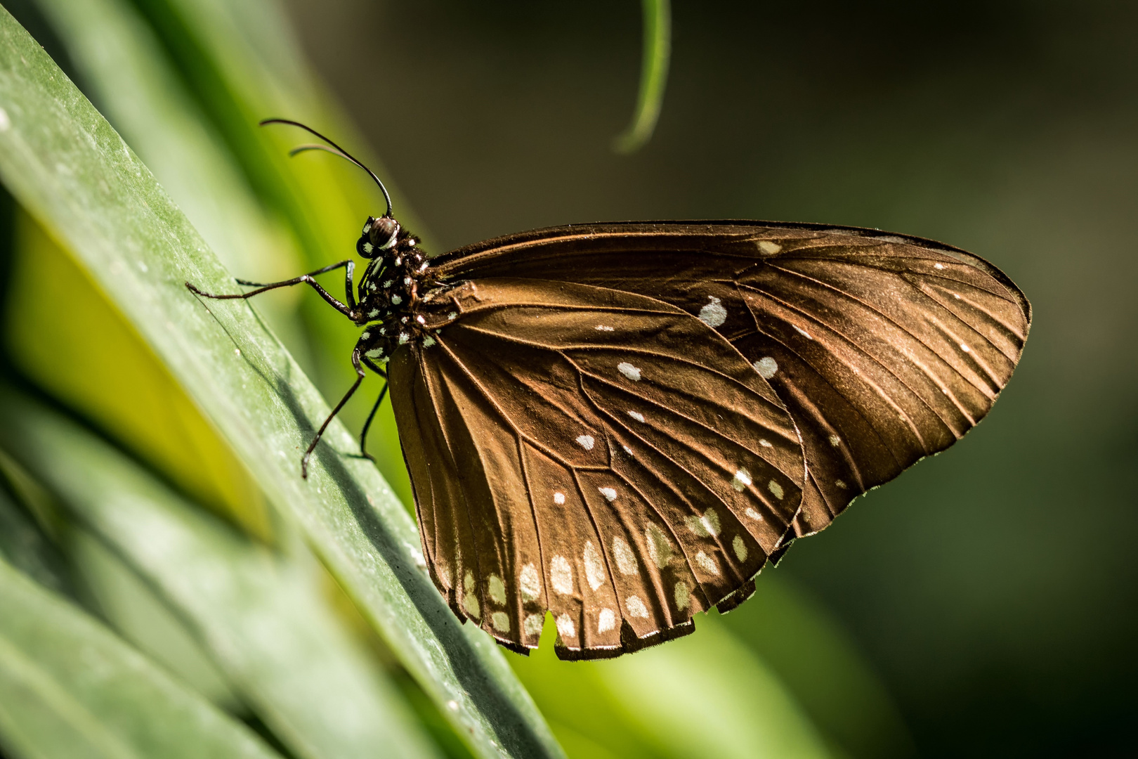 Euploea