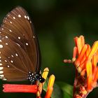 Euploea algea