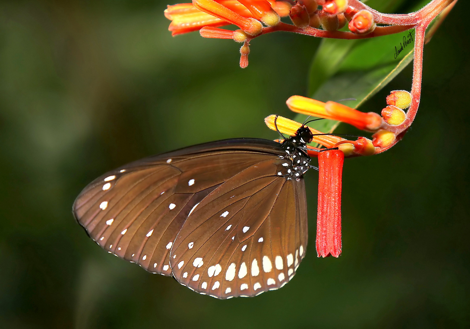 Euploea algea ou bien ?...!