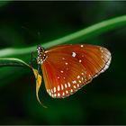 Euploea core