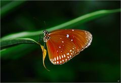 Euploea core