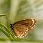 Euploea core