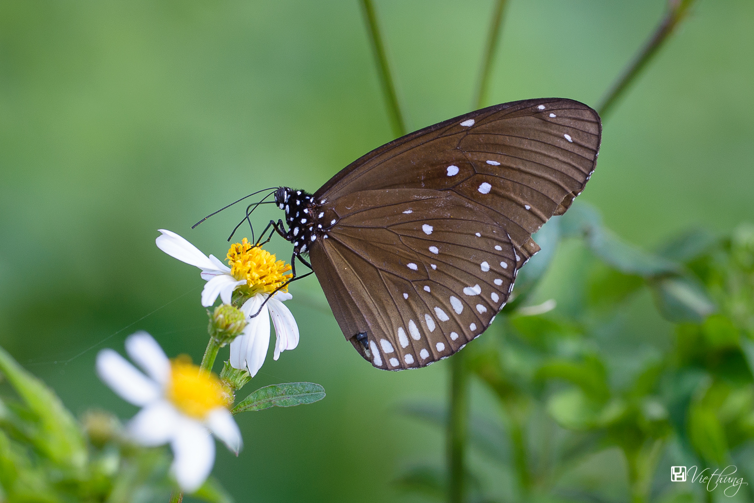 Euploea core godartii