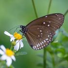 Euploea core godartii