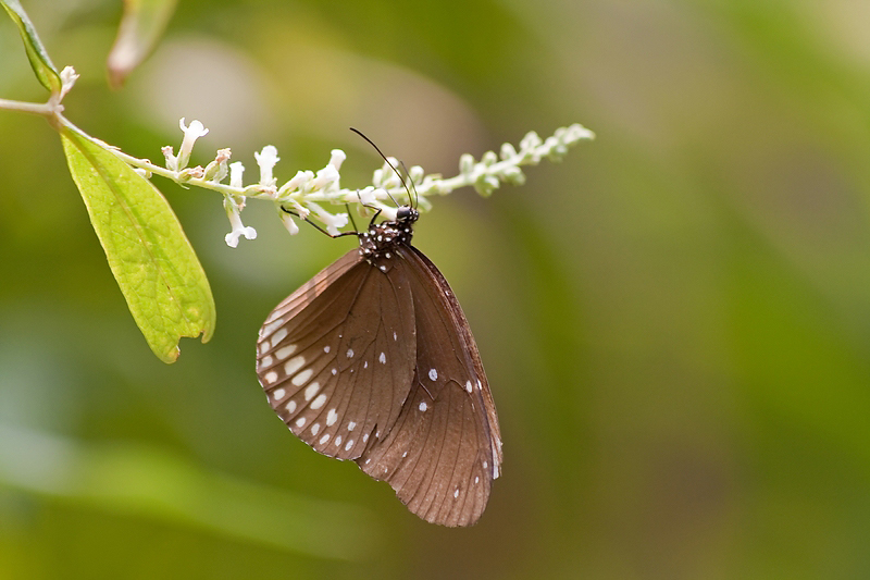 Euploea core im Norden Thailands