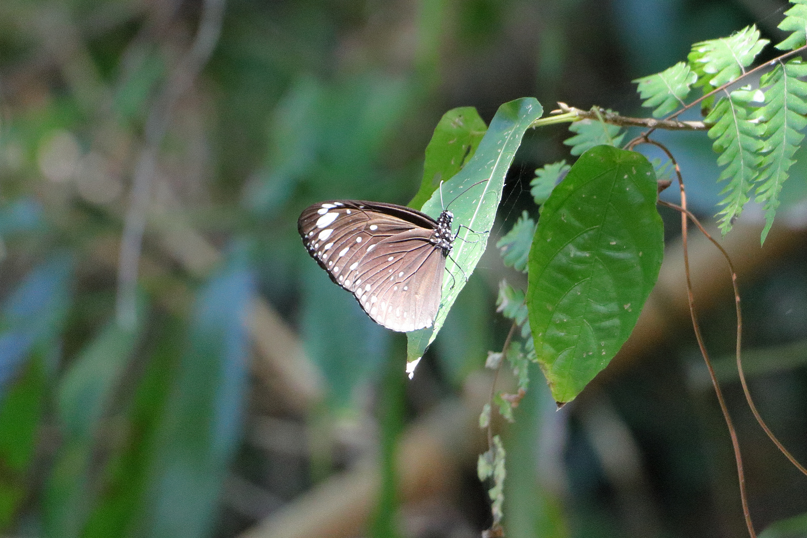 Euploea crameri