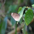 Euploea crameri