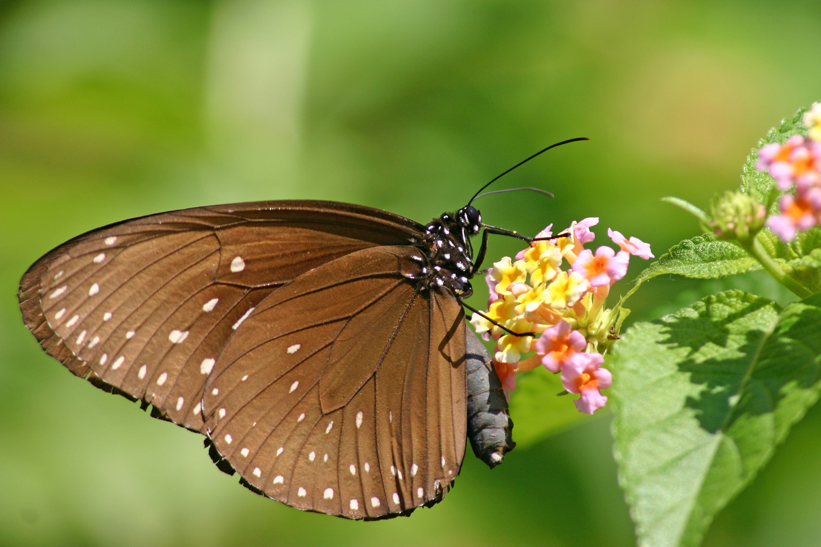 Euploea phaenareta corus