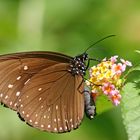 Euploea phaenareta corus